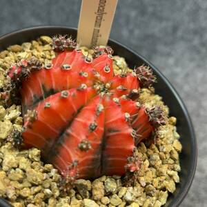 【鉢ごと発送】 サボテン 緋牡丹錦 / Gymnocalycium mihanovichii /４号鉢 /23-12-22-14