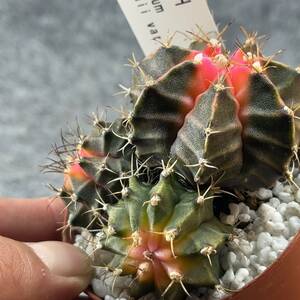 【鉢ごと発送】幸運牡丹玉（ギムノカリキウム）Gymnocalycium mihanovichii var.friedrichi/2.5号鉢/多肉植物【現品】 23-12-29-13