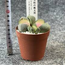 【鉢ごと発送】令和の桃太郎（プレイオスピロス）Pleiospilos nelii/2.5号鉢/多肉植物【現品】 23-12-28-16_画像7