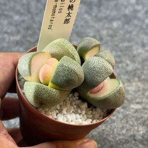 【鉢ごと発送】令和の桃太郎（プレイオスピロス）Pleiospilos nelii/2.5号鉢/多肉植物【現品】 23-12-29-24