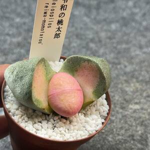 【鉢ごと発送】令和の桃太郎（プレイオスピロス）Pleiospilos nelii/2.5号鉢/多肉植物【現品】 23-12-29-31