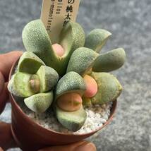 【鉢ごと発送】令和の桃太郎（プレイオスピロス）Pleiospilos nelii/2.5号鉢/多肉植物【現品】 23-12-29-33_画像1