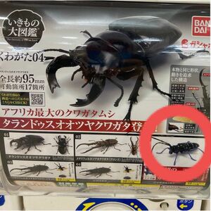 生き物大図鑑 くわがた04 ゴマダラ カミキリ 新品未開封