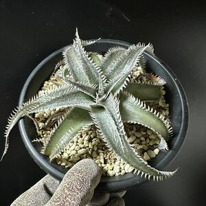 ☆ Dyckia. ‘Wasabi’ ☆ ディッキア わさび