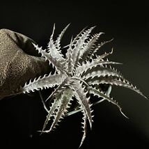 ☆ Dyckia. ‘Silver Dragon’ T. Kumlungngarm's Hyb. ☆ ディッキア_画像1