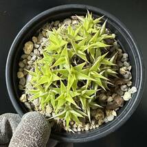 ☆ Deuterocohnia. brevifolia ssp. brevifolia ☆ ディッキア デウテロコニア_画像3