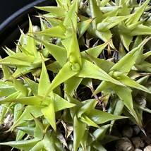 ☆ Deuterocohnia. brevifolia ssp. brevifolia ☆ ディッキア デウテロコニア_画像2