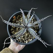 ☆ Dyckia. sp. #2 (from Guy Wrinkle) ☆ ディッキア_画像4