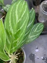 Aglaonema アグラオネマ セット シルバークィーン ホワイトステム ホワイトランス パロットジャングル アンヤマニー#カーティシーピクタム_画像10