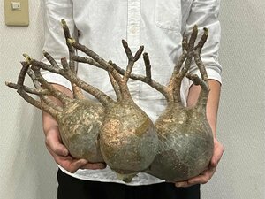 ケ3168 「塊根植物」パキポディウム グラキリス 多頭XL 抜き苗【12/14最新到着・到着後3日以内の返品OK・gracilius・根切画像要確認】