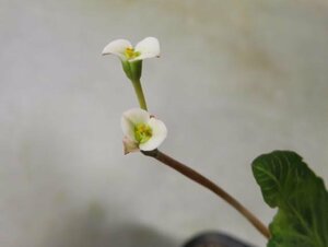 オ6201 「多肉植物】ユーフォルビア フィッシュスケール 植え【発芽・発根・Euphorbia fish bone・フィッシュボーン】