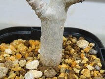 0264 「塊根植物」ボスウェリア　ナナ 植え【多分発根開始・Boswellia nana・希少・多肉植物】_画像3