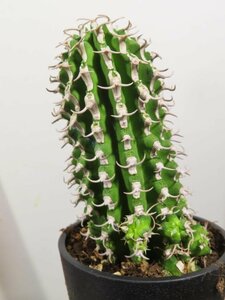 オ6138 「多肉植物I」ユーフォルビア　コルムナリス【美株・発根・Euphorbia columnaris】