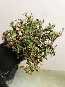 オ6553 「多肉植物」サルコカウロン バンデリエティアエ 抜き苗【11/27最新到着・モンソニア・Sarcocaulon vanderietiae】