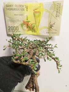 キ8152 「多肉植物」サルコカウロン バンデリエティアエ 抜き苗【マダガスカル紙幣プレゼントイベント開催・Sarcocaulon vanderietiae】