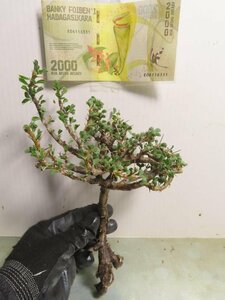 キ8161 「多肉植物」サルコカウロン バンデリエティアエ 抜き苗【マダガスカル紙幣プレゼントイベント開催・Sarcocaulon vanderietiae】