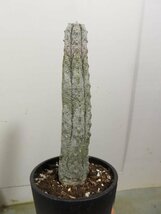 コ0087 「多肉植物I」ユーフォルビア　アブデルクリ　植え【接ぎ木・Euphorbia abdelkuri・美株・発根】_画像3