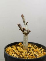 コ0006 「塊根植物」ボスウェリア　ナナ 植え【多分発根開始・Boswellia nana・希少・多肉植物】_画像1