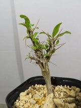 サ4121 「実生」フォークイエリア マクドガリー 植え【Xmas種子イベント・多分発根開始・Fouquieria macdougalii・塊根植物】_画像1