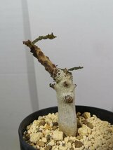 サ4108 「塊根植物」ボスウェリア　ナナ 植え【Xmas種子イベント・多分発根開始・Boswellia nana・希少・多肉植物】_画像6