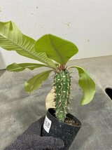 オ7318 「実生」ユーフォルビア　ビグエリー【多肉植物・噴火竜・種から発芽！・Euphorbia viguieri・葉落ち可能性】_画像2