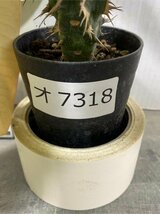 オ7318 「実生」ユーフォルビア　ビグエリー【多肉植物・噴火竜・種から発芽！・Euphorbia viguieri・葉落ち可能性】_画像7