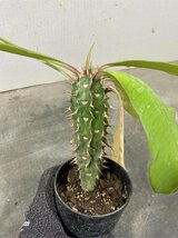 オ7318 「実生」ユーフォルビア　ビグエリー【多肉植物・噴火竜・種から発芽！・Euphorbia viguieri・葉落ち可能性】_画像3