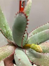 オ6664 「実生」アロエ パキダクティロス【多肉植物・アロエ・種から発芽！Aloe pachydactylos】_画像9