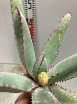 オ6664 「実生」アロエ パキダクティロス【多肉植物・アロエ・種から発芽！Aloe pachydactylos】_画像5