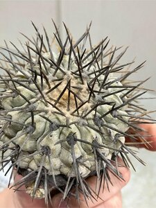 オ6350 「サボテン」コピアポア　シネレア　抜き苗【copiapoa cinerea・美株・希少】