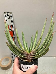 オ6668 「実生」アロエ　コンプレッサ　【多肉植物・アロエ・種から発芽！Aloe Compressa】