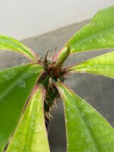 オ7318 「実生」ユーフォルビア　ビグエリー【多肉植物・噴火竜・種から発芽！・Euphorbia viguieri・葉落ち可能性】_画像6