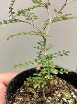 カ1150 「実生」オペルクリカリア　ヒファエノイデス【種から発芽・Operculicarya hyphaenoides・塊根植物】_画像7