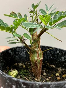 カ1102 「実生株」センナ　メリディオナリス　【種から発芽！・発根・Senna meridionalis・塊根植物・】