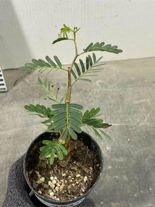 ケ2510 「実生株」センナ　メリディオナリス　【種から発芽！・発根・Senna meridionalis・塊根植物・葉落ちします】