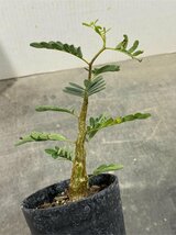 ケ2510 「実生株」センナ　メリディオナリス　【種から発芽！・発根・Senna meridionalis・塊根植物・葉落ちします】_画像7