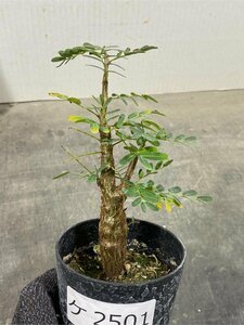 ケ2501 「実生株」センナ　メリディオナリス　【種から発芽！・発根・Senna meridionalis・塊根植物・葉落ちします】