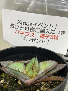 サ4458 「激レア高級品種】アガベ チタノタ 藍鯨 植え【Xmas種子プレゼントイベント開催・超厳選極上子株・Agave titanota】