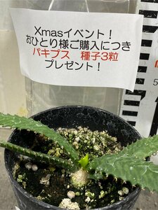 サ4681 「実生」ユーフォルビア　ステラータ【Xmas種子プレゼントイベント開催・Euphorbia stellata・飛竜・多肉植物】