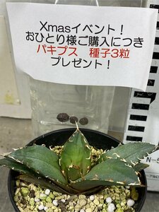 サ4600 「激レア高級品種」アガベ チタノタ 白鯨　植え【Xmas種子プレゼントイベント開催・Agave Titanota White Whale】