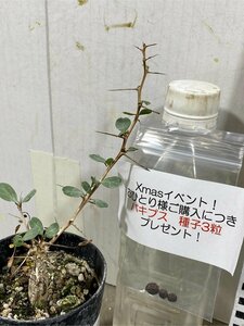 サ4653 「実生」フォークイエリア　コルムナリス【Xmas種子プレゼントイベント開催・Fouquieria columnaris・観峰玉・塊根植物】