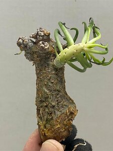 0803 「塊根植物」チレコドン ペアルソニー 抜き苗【最新到着・多肉植物・ Tylecodon pearsonii・白象】