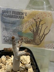 6805 「新春初売」ボスウェリア ナナ 植え【お年玉プレゼント付・多分発根開始・Boswellia nana・希少・多肉植物】