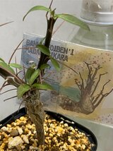 6815 「新春初売」フォークイエリア マクドガリー 植え【お年玉プレゼント付・発根開始・Fouquieria macdougalii・塊根植物】_画像1