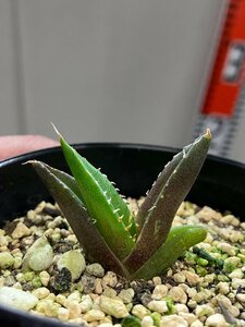 オ7048 「激レア高級品種」アガベ チタノタ ハデス 黒帝斯 植え【発根開始・Agave titanota Hades・恐竜牙歯・リュウゼツラン】