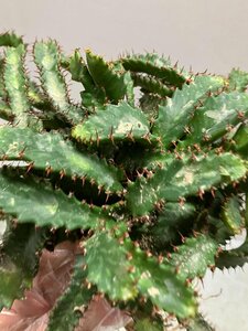 カ0691 「実生」ユーフォルビア　ステラータ　抜き苗【発根・Euphorbia stellata・飛竜・多肉植物・畑に地植え株・】