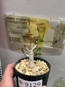 キ9129 「塊根植物」ボスウェリア ナナ 植え【マダガスカル紙幣プレゼントイベント開催・多分発根開始・Boswellia nana・希少・多肉植物】