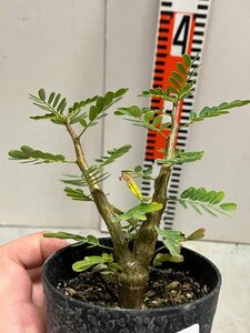 ク0948 「実生株」センナ　メリディオナリス　【種から発芽！・発根・Senna meridionalis・塊根植物・】