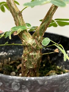 ク0942 「実生株」センナ　メリディオナリス　【種から発芽！・発根・Senna meridionalis・塊根植物・】