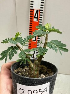 ク0954 「実生株」センナ　メリディオナリス　【種から発芽！・発根・Senna meridionalis・塊根植物・】